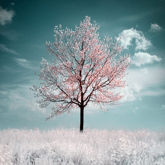 The_Cherry_Tree_by_G-550x550